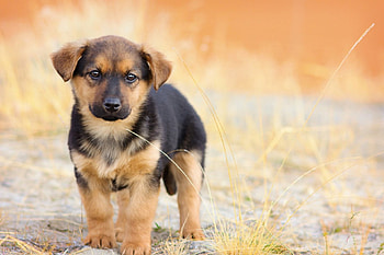 Dog, sweet, pay, dogs, puppies, cute, beautiful, beauty, playful, playful dog, puppy, dog face, pretty, animals, face, bubbles, lovely HD wallpaper