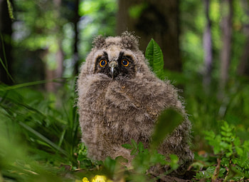 Owl, animal, fly, bird HD wallpaper