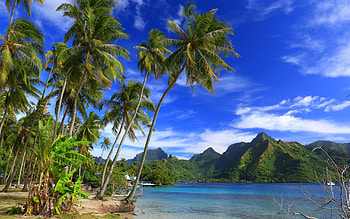 Moorea island, Tropical oasis, Palm tree paradise, French Polynesia HD wallpaper