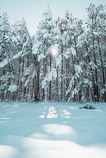 Winter, Nature, Trees, Snow, Shine, Light, Forest HD phone wallpaper