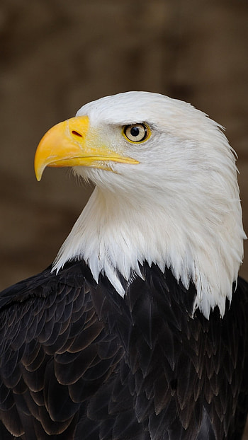 Eagle, Royal Eagle HD phone wallpaper