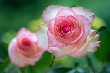 Pink Roses, Softness, Flowers, Roses, Pink HD wallpaper