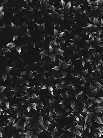 Leaves, Bush, Plant, Dark, Bw, Chb HD phone wallpaper