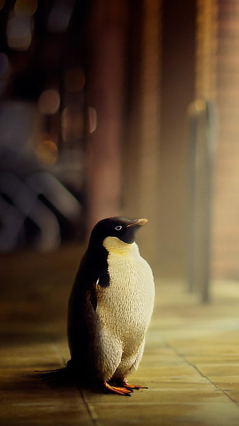 Penguin hope, Stunning , and , Inspiring backgrounds HD phone wallpaper