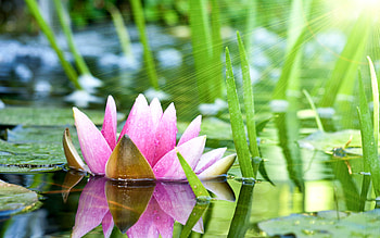 Lotus flower beautiful, High quality , Aesthetic appeal, Sublime elegance HD wallpaper