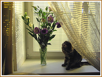The windowsill, shade, sunlight, kitty, cute, vase, sunbeams, cat, lace, curtain, purple, windowsill, petals, flowers HD wallpaper