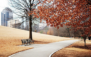 Waiting for You, road, wait, leaves, tree HD wallpaper