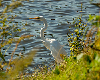 Animals, Heron, Bird, Wildlife HD wallpaper