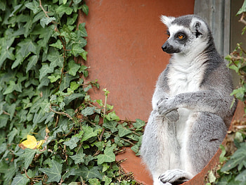 Animals, Sit, Old, Animal, Lemur HD wallpaper