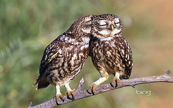 Little Owls (Athene noctua) Extremadura Spain, Owls, Little, Spain, Extremadura HD wallpaper