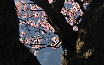 Nature, Flowers, Wood, Tree, Branch, Shadow HD wallpaper