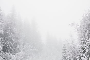 A tranquil winter forest covered in snow and enveloped by fog, creating a serene atmosphere. HD wallpaper