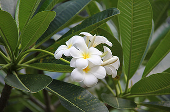 Flowers, Bloom, Flowering, Greens, Buds, Snow White, Plumeria HD wallpaper