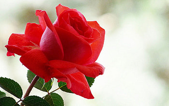 Red rose, rose, green, red, flower HD wallpaper