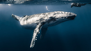 Blue Whale, Underwater sea, Bubles section, Animals HD wallpaper
