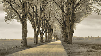Nature, Trees, Asphalt, Track HD wallpaper