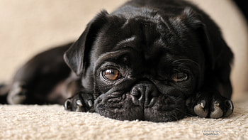 Black Puppy, dog, puppy, black, resting HD wallpaper