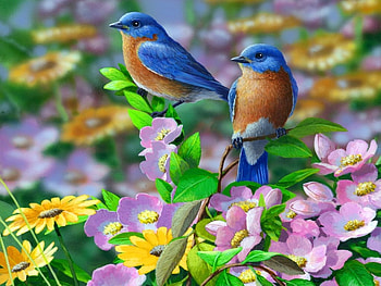 blue lovely birds, blue, natur, birds, animals HD wallpaper