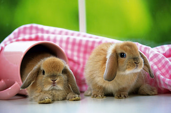 American Fuzzy Lop, Rabbits HD wallpaper