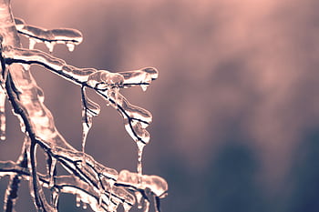 A detailed close-up of frosty branches covered with icicles, capturing the serene winter mood. HD wallpaper