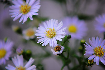 Flowers, Lilac, Buds HD wallpaper