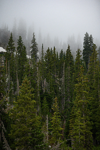 Nature, Trees, Pine, Top, Forest, Fog, Tops HD phone wallpaper