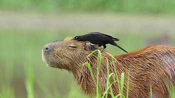 Brazilian wildlife, Capybara, Pantanal, Bird HD wallpaper