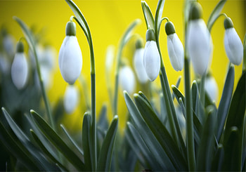 Flowers, Snowdrops, Plant, Macro HD wallpaper