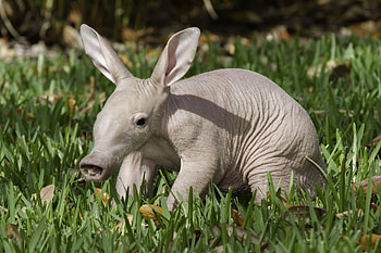Aardvark , Aardvark themed backgrounds, Captivating aardvark ry, Aardvark in its natural habitat HD wallpaper