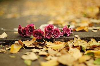 Autumn Flower Roses HD wallpaper