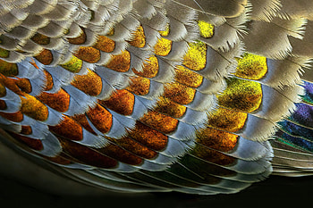 Macro of a wing of a Bronzewing Pigeon., graphy, feather HD wallpaper
