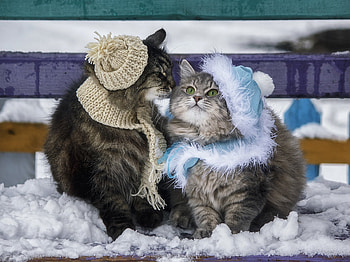 Winter meeting, animal, daykiney, cute, cat, pisici, iarna, couple, scarf, hat HD wallpaper