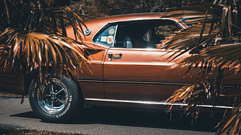 Ford Mustang 1969, ford, mustang, cars, vintage HD wallpaper