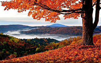 Orange leafed maple tree, Fall landscape, Trees, Hills HD wallpaper