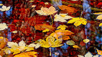 Leaf, ultra , Nature's marvel, Captivating ry HD wallpaper