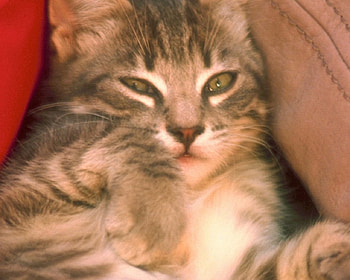 Kitten, cats, kittens HD wallpaper