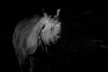 Monochrome, rihno, animal HD wallpaper