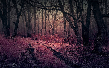 Purple Heaven in Forest, forest, heaven, purple, nature HD wallpaper
