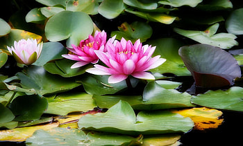 Flowers, Water, Leaves, Water Lilies, Greens HD wallpaper
