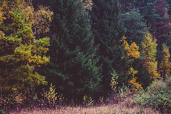 Nature, Trees, Grass, Autumn, Forest HD wallpaper