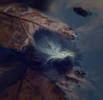 Water, Autumn, Feather, Macro, Pen, Ease HD wallpaper