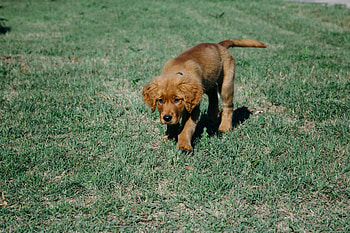 Animals, Grass, Dog, Puppy HD wallpaper