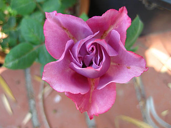 Pink rose, rose, abstract HD wallpaper
