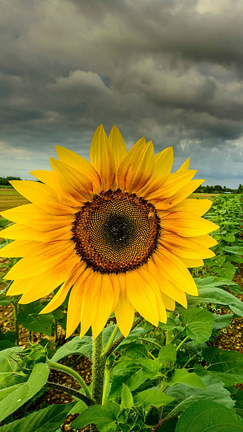 Sunflower, Adorable HD phone wallpaper