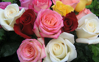 Rose ensemble, Beautiful blooms, Stunning , Elegant arrangement HD wallpaper
