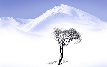 Winter tree, winter, holiday, snow, christmas, tree, mountain HD wallpaper