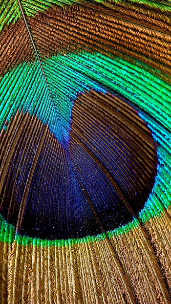 Colorful peacock feather, , Aesthetic beauty, Stunning backgrounds HD phone wallpaper