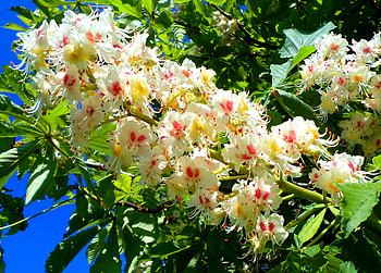 Chestnut flower., trees, flowers, spring, macro HD wallpaper
