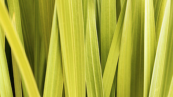 Lemongrass , Scenic beauty, Lush greenery, que landscapes HD wallpaper