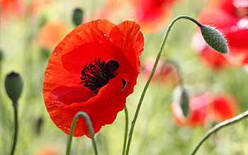 Flowers, Bud, Blur, Smooth, Field, Stamens, Poppy HD wallpaper